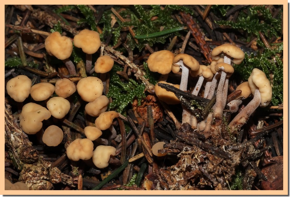 cudonia circinans 18.jpg