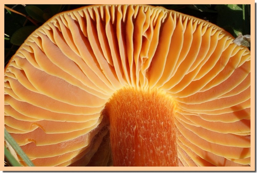hygrocybe punicea3 _2_.jpg