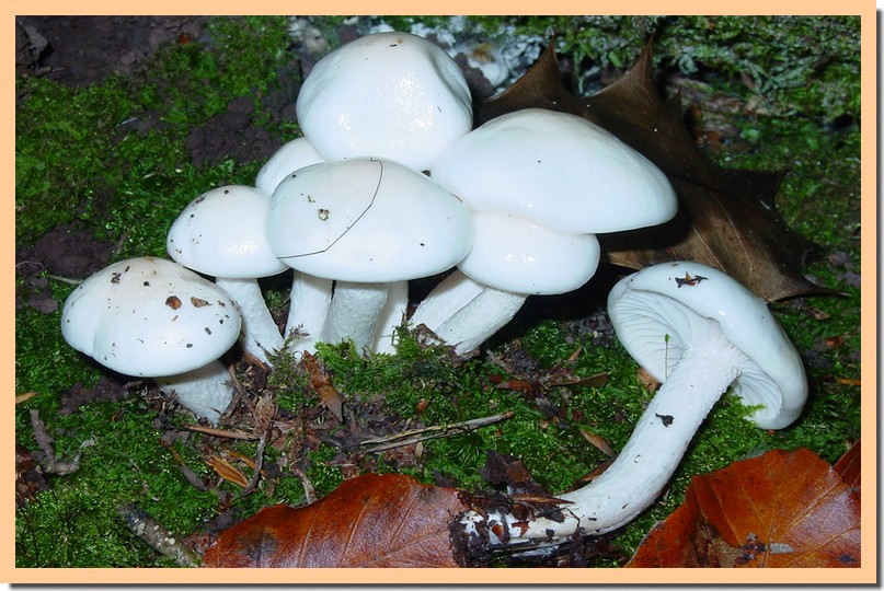 hygrophorus eburneus.jpg