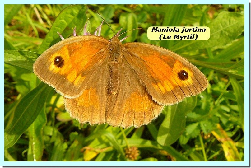 Maniola jurtina1 _Myrtil_.jpg