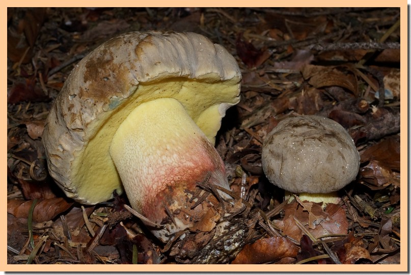 boletus calopus4.jpg