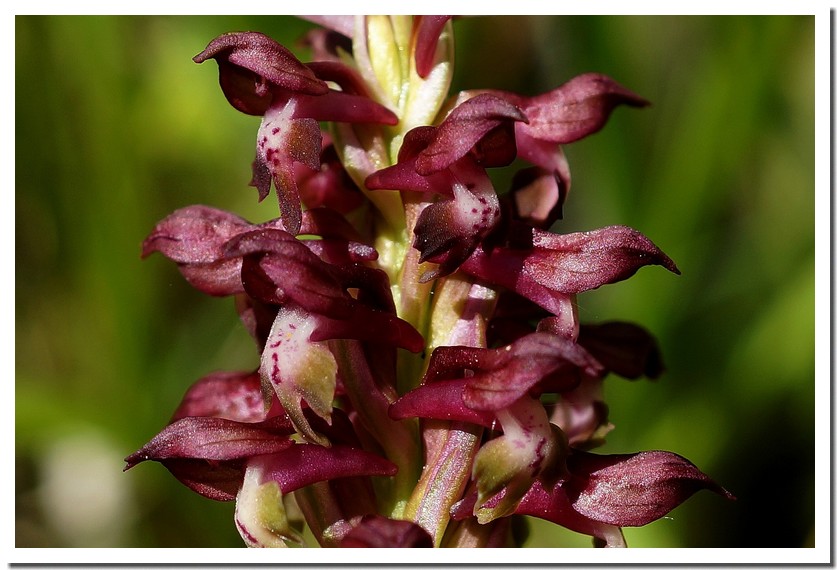 orchis punaise.jpg