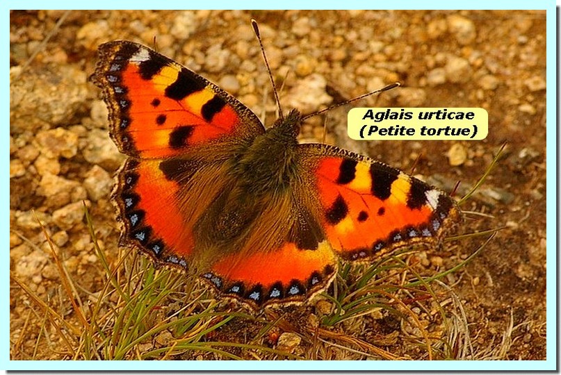 Aglais urticae1b _PetiteTortue_.jpg