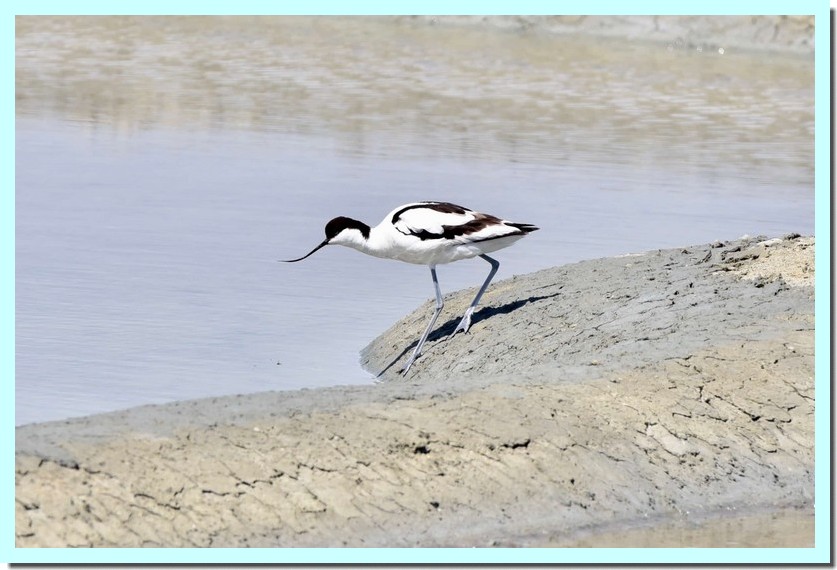 avocette élégante.jpg