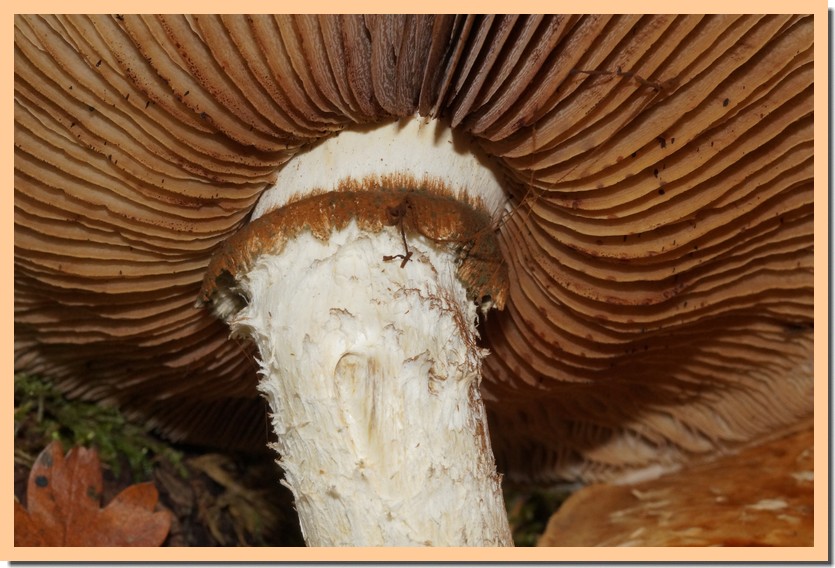 hemipholiota populnea lames 20.jpg