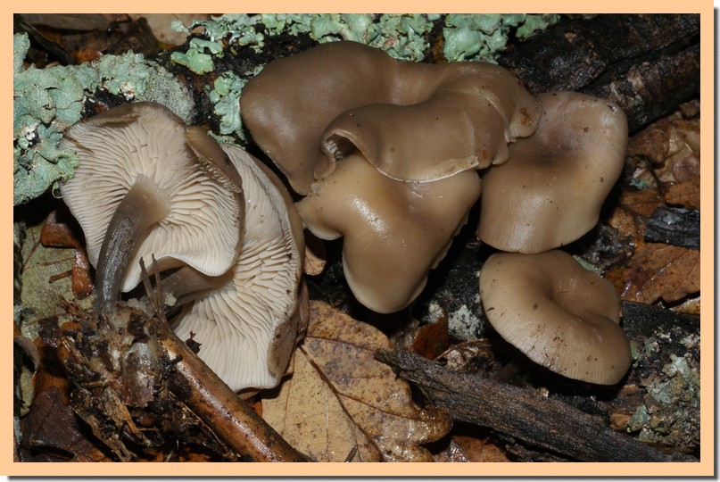 clitocybe metachroa.jpg