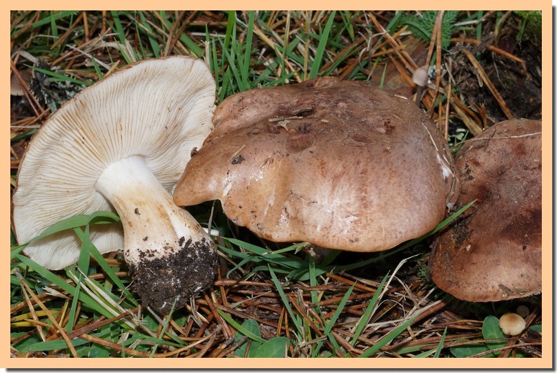 tricholoma pessundatum 14.jpg