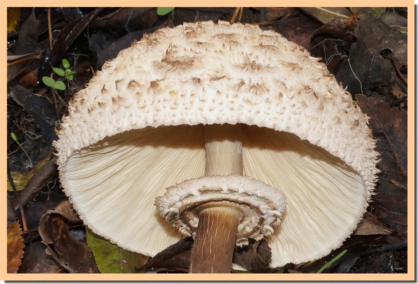 chlorophyllum rhacodes 22.jpg