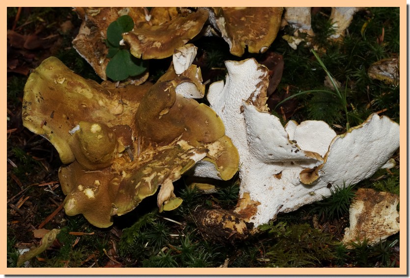 albatrellus cristatus 19.jpg