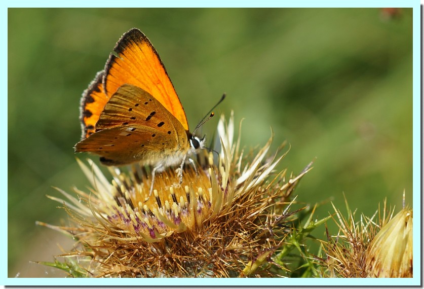 cuivré de la verge d_or.jpg