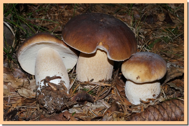 boletus edulis 15.jpg
