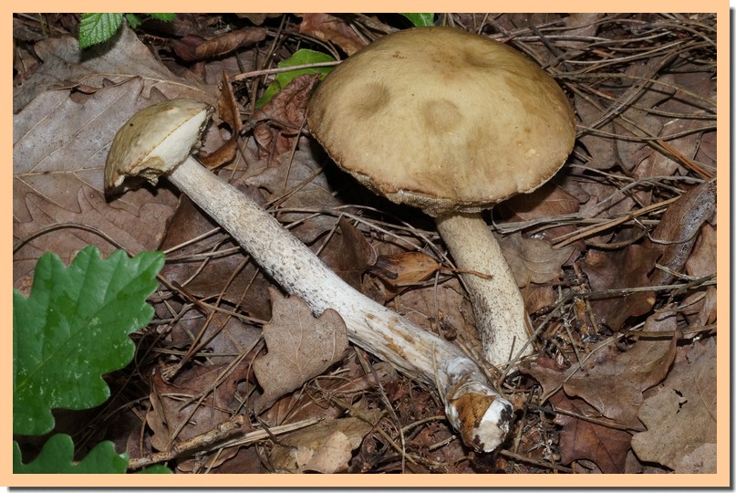 leccinum molle14.jpg