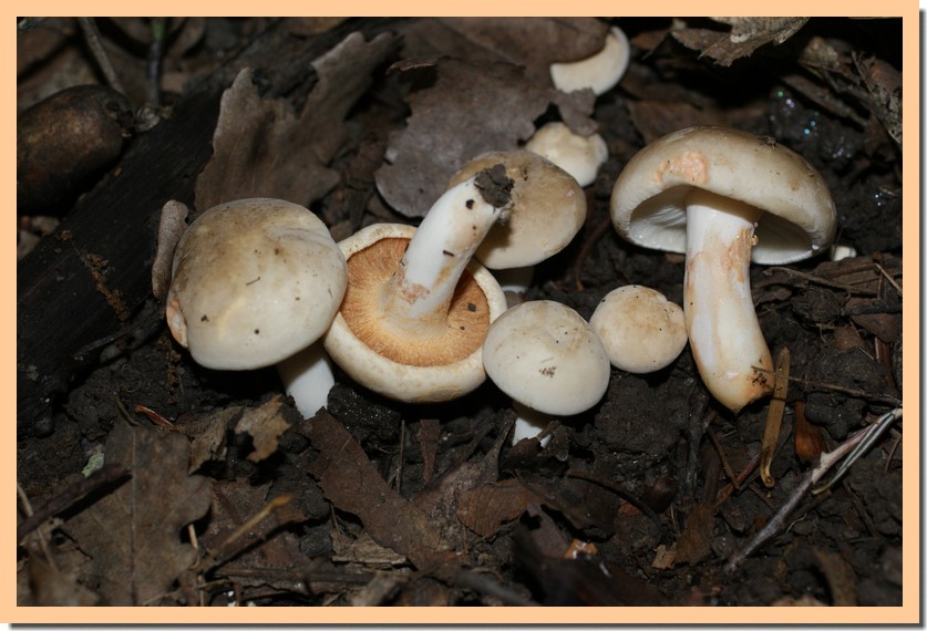 lactarius azonites.jpg