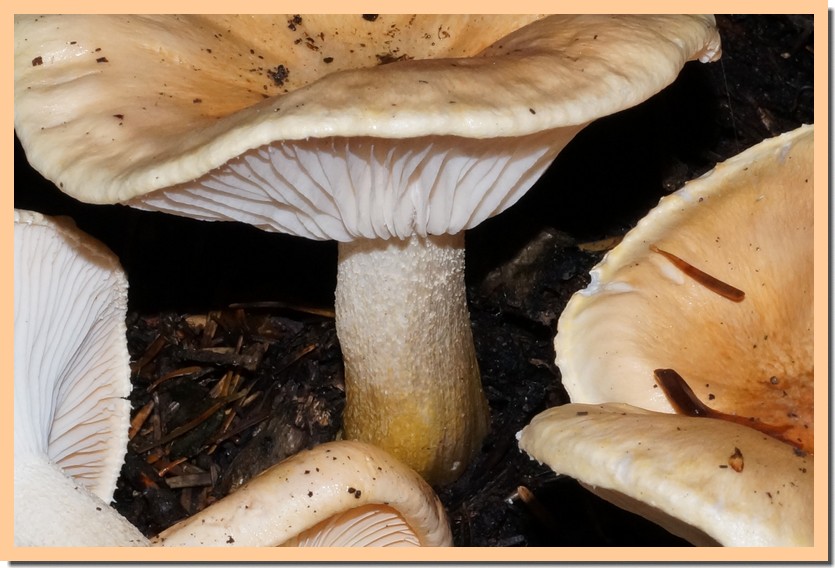 hygrophorus pudorinus 1.jpg