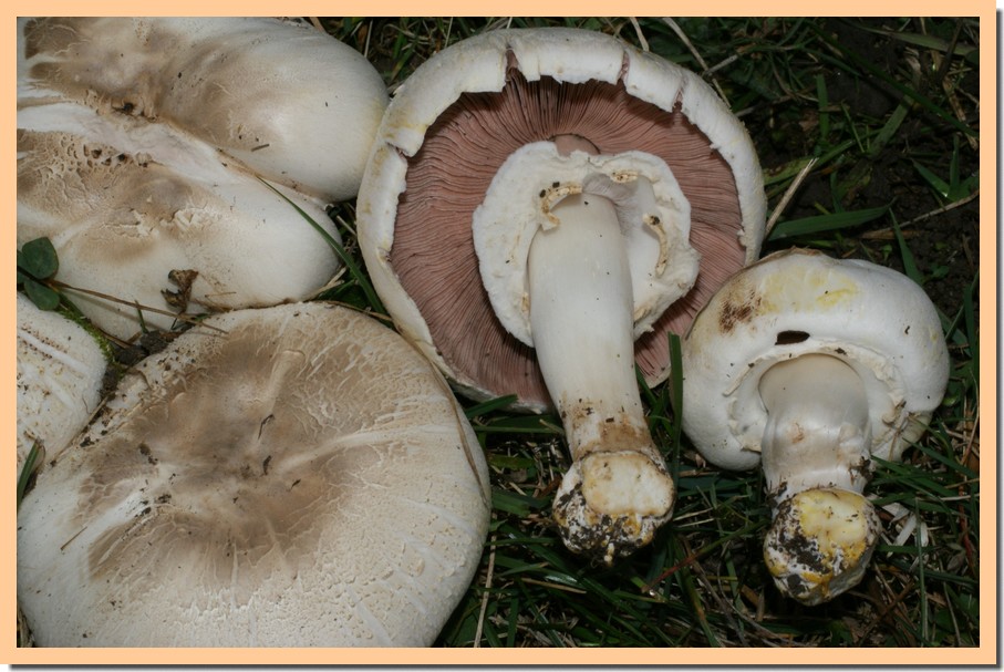 agaricus xanthoderma2.jpg