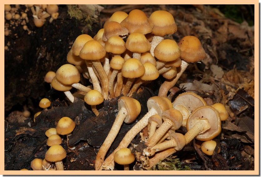 kuhneromyces mutabilis 22.jpg