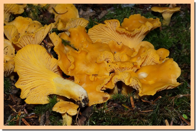 cantharellus cibarius 145.jpg