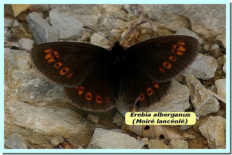 Erebia alberganus1 _Moiré lancéolé_.jpg