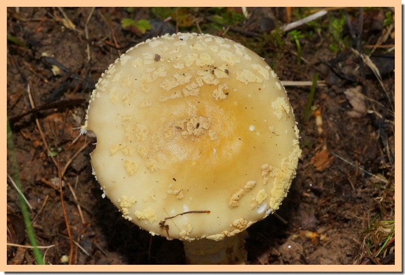 amanita franchetii 22 2.jpg