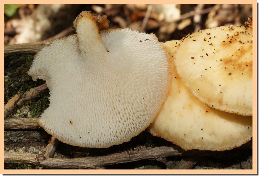polyporus alveolaris.jpg