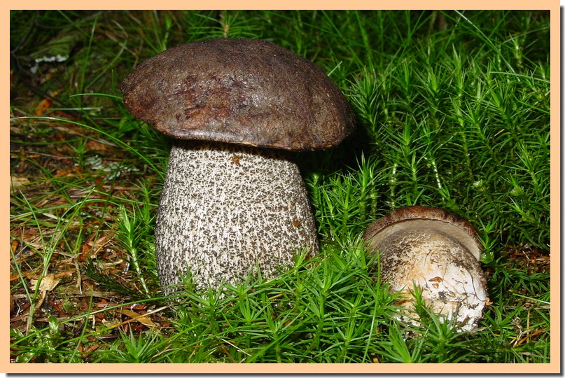 leccinum variicolor.jpg