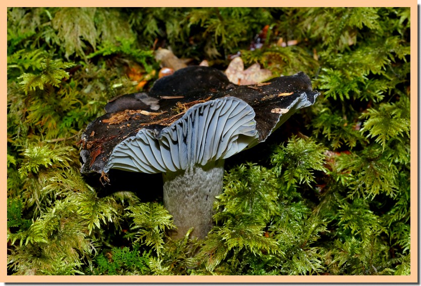 hygrophorus marzuolus 16.jpg