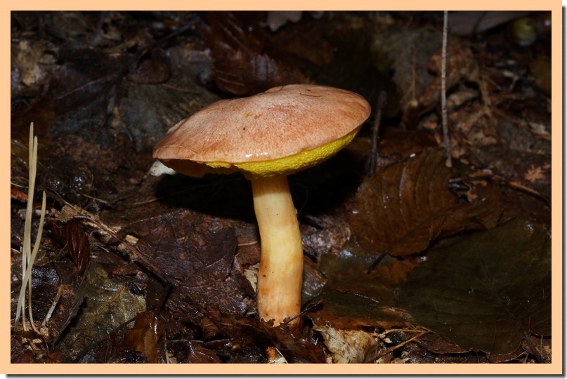 aureoboletus gentilis.jpg