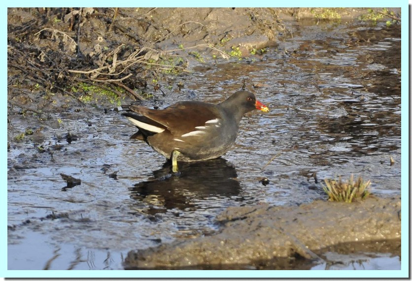 gallinule pou d_eau.jpg