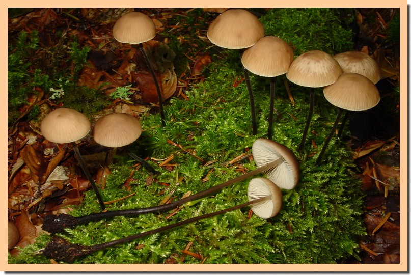 marasmius alliaceus.jpg
