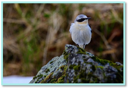 Taquet motteux 1.jpg