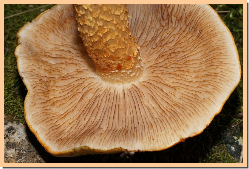 tricholoma aurantium 22 2.jpg