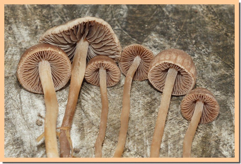 panaeolus foenisecii 25 1.jpg