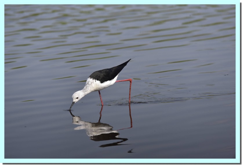 échasse blanche.jpg