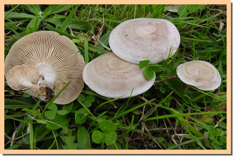 clitocybe dealbata.jpg