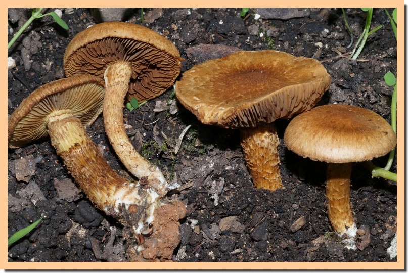 inocybe terrigena.jpg