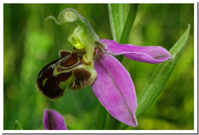 ophrys apifera 20.jpg