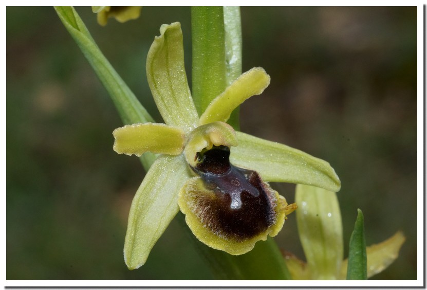 ophrys araneola 2.jpg