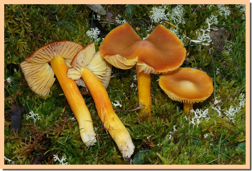 hygrocybe punicea 14.jpg