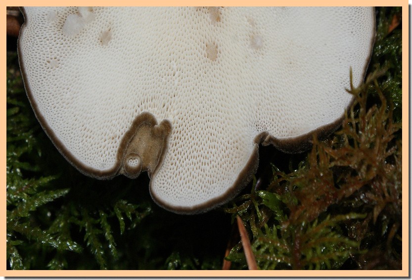 polyporus brumalis pores.jpg