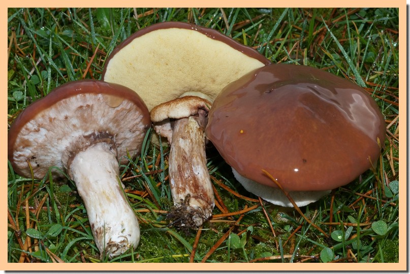 suillus luteus 14.jpg