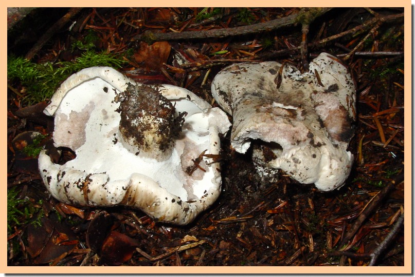 boletopsis grisea.jpg