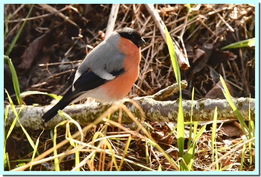 bouvreuil pivoine.jpg