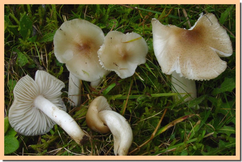 hygrocybe fornicata.jpg