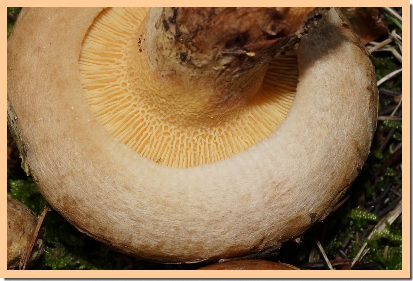 paxillus involutus 19.jpg