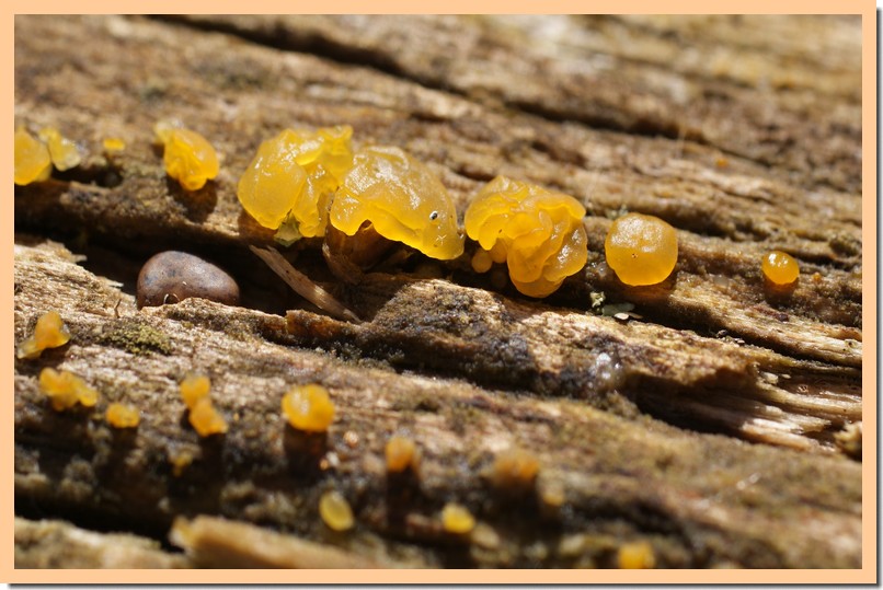 dacrymyces stillatus.jpg