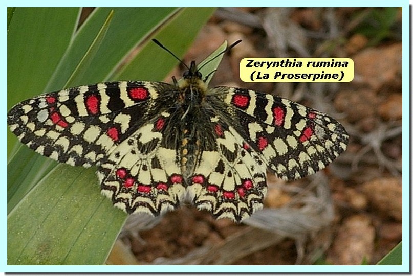 Zerynthia rumina1a _Proserpine_.jpg