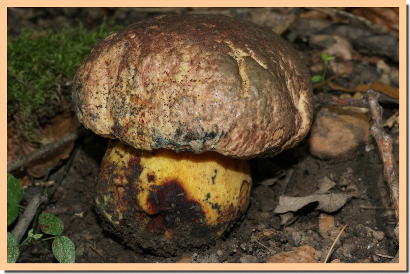 boletus rhodopurpureus.jpg