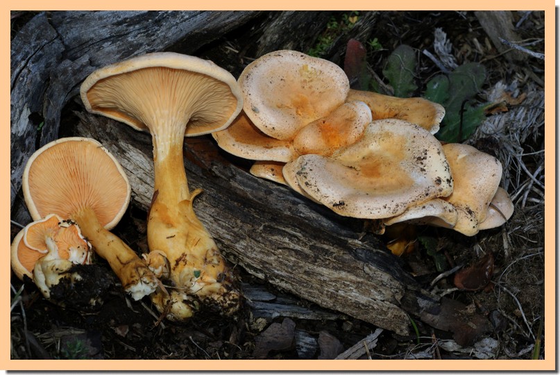 hygrophoropsis aurantiaca3.jpg