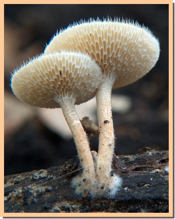 polyporus arcularius2.jpg