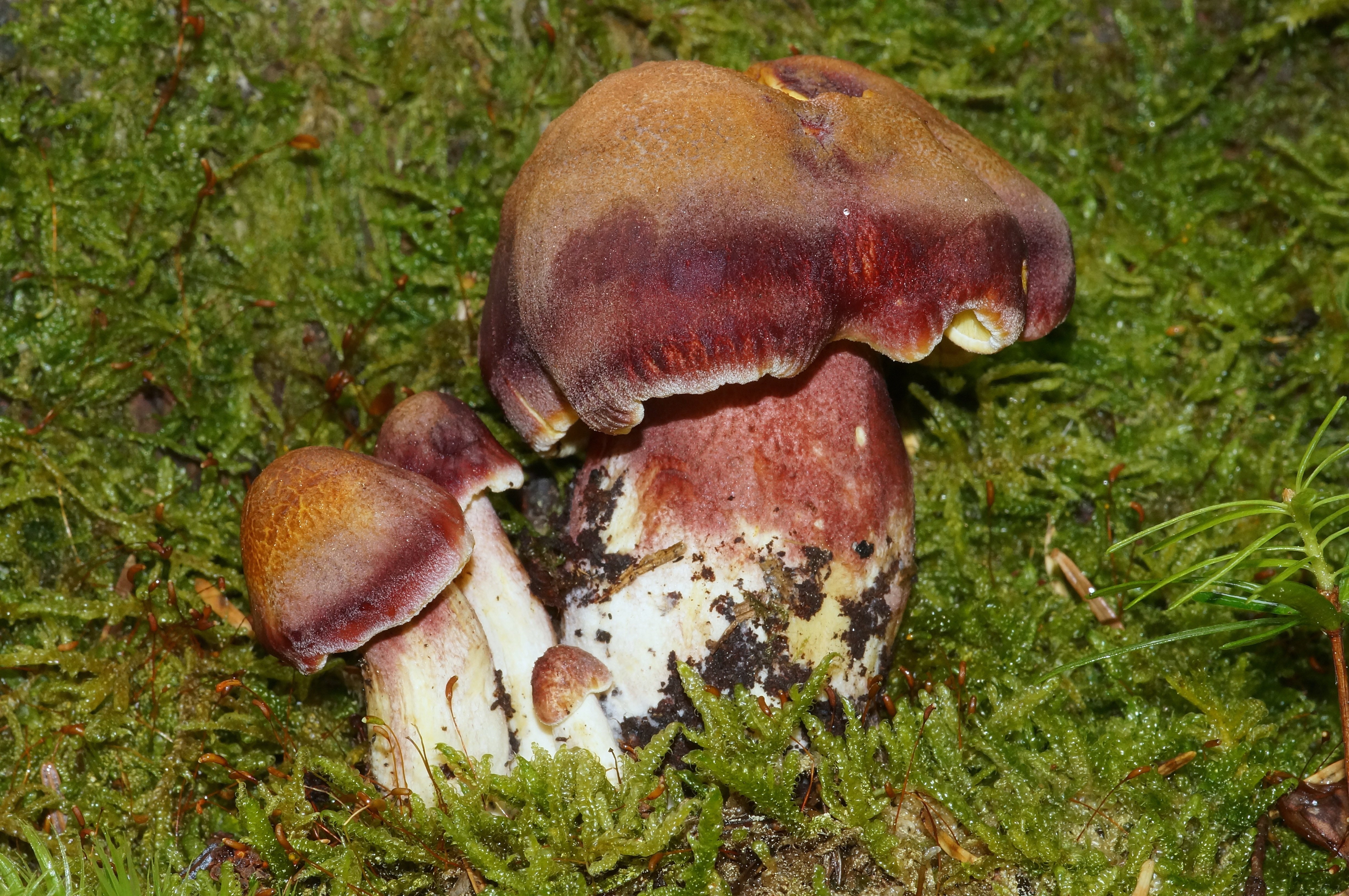 tricholomopsis rutilans 20.jpeg